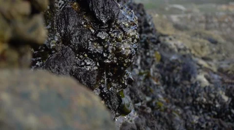 Water Dripping Off Rocks Stock Footage 46560140