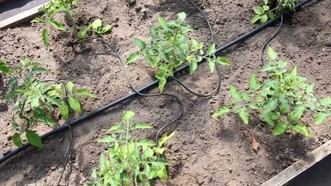Water dripping system in home vegetable garden watering tomato plants. Video stock 155155300
