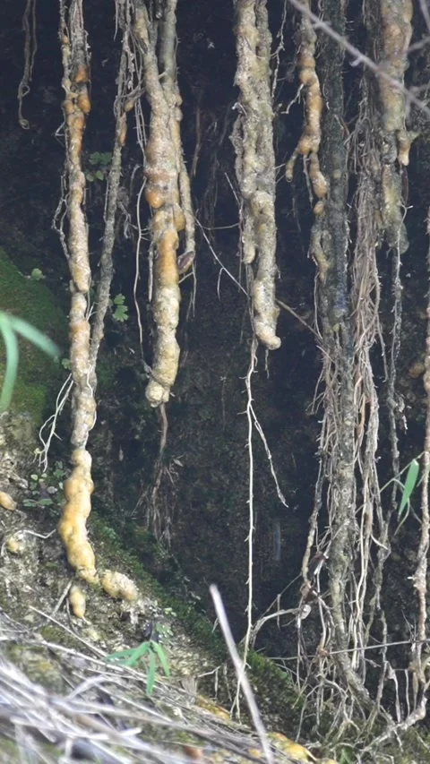 Water Dripping From Tree Roots In A Dark Forest - Vertical Footage Stock Footage 343437801