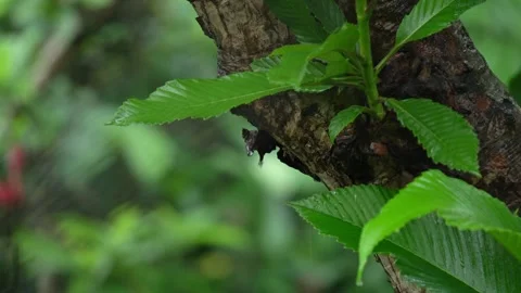 Water Dripping from Tree Trunk and Green Leaves During Rain Close Up. Stock Footage 338030232