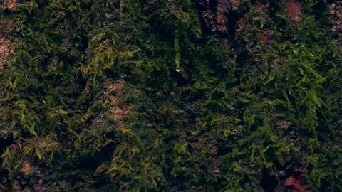 Water dripping from tree trunk moss in a forest during rain 스톡 동영상 348220312