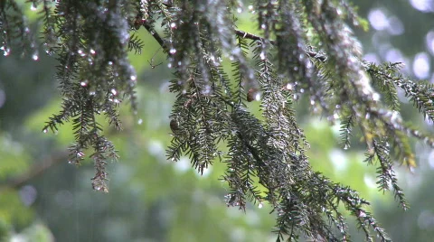 Water drips from the branches of a pine tree Stock Footage 264819