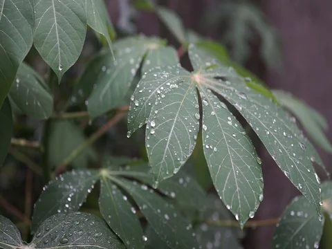 Water drips from cassava leaf, rainy and windy day, still shot. Stock-Footage 85695093