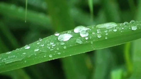 Water drips Vidéo 85686952