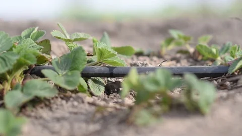 Water drips from the irrigation system in a field with greenery Stock Footage 129082439
