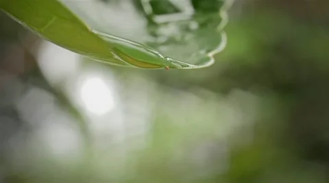 Water drips from the leaf Stockbeeldmateriaal 45342072