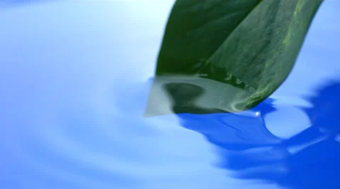 Water drips from leaf, slow motion Stock-Footage 62279633