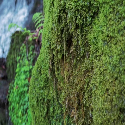 Water drips off moss with waterfall in background Stock Footage 69521234