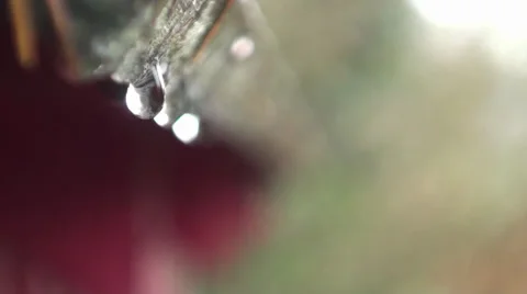 Water Drips Rack Focus 2 Stock Footage 28556896