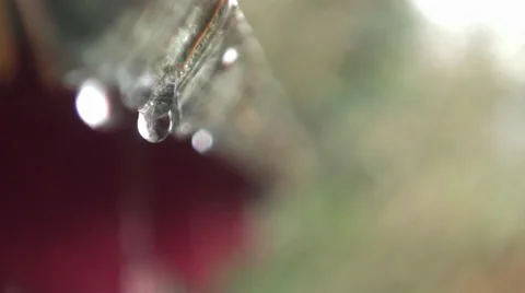 Water Drips Rack Focus 4 Stock Footage 28529979