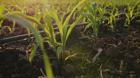 Water drips into soil from drip tape in corn plantation Stock Footage 221668456