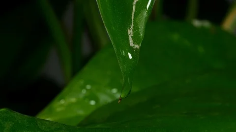 Water drips from tip of leaf after the rain. Close up / macro. Stock Footage 104620285