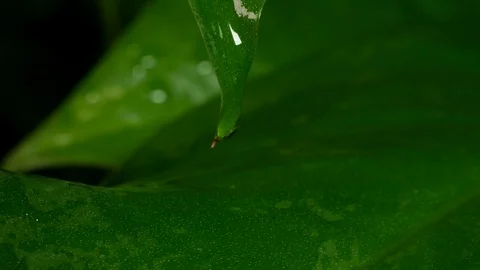 Water drips from top of leaf after the rain. Close up / macro. Stock Footage 104619844