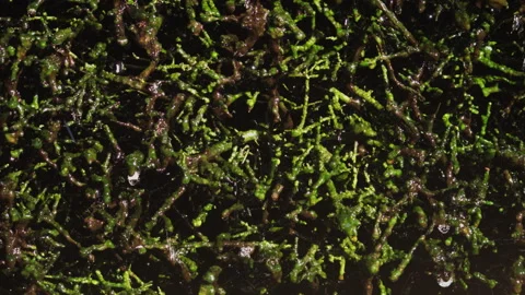 Water drips onto the wall from a root Stock Footage 252179417