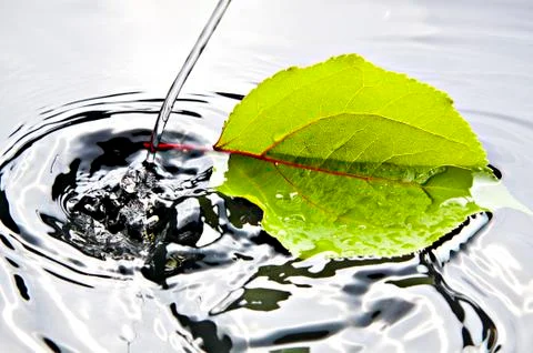 Water drop and leaf Stock Photos