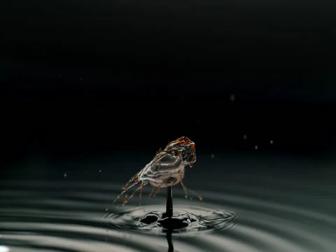 Water drop beautiful splash captured with phantom flex 4k Stock Footage 71614239