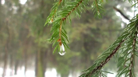 Water drop on branch. Stock Footage 87509156