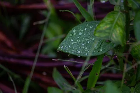 Water drop on casava leaf Stock Photos