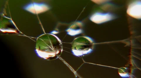 Water Drop close up on spider web Stock Footage