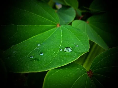Water drop closed up on green leaf selective focus Stock Photos