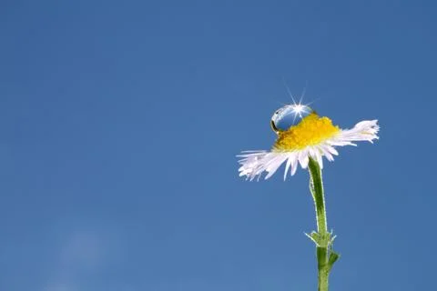 Water drop on daisy Stock Photos