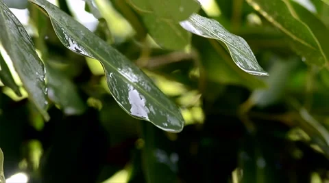 Water drop from dark green leaf on tree Stock Footage 51802812