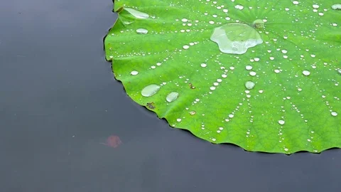 Water drop, dew on lotus leaf, close up Video stock 77151444