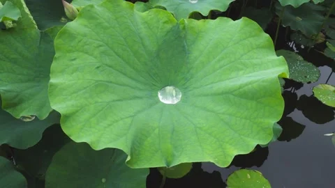 Water drop, dew on lotus leaf, close up Stock Footage 211801309