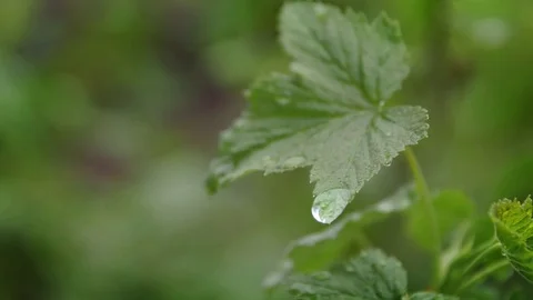 Water drop dripping from a green leaf Stock Footage 72972576