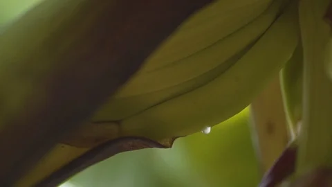 Water drop dripping from green leaf Stock Footage 108738241