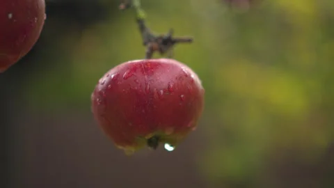 Water drop dripping from red apple on branch Видео 348174572