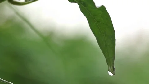 Water drop at the edge of green leaf Stock Footage 77812745