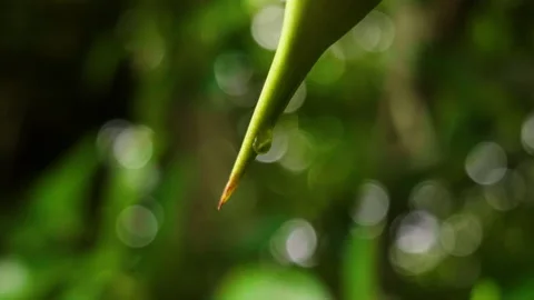 Water drop at the end of plant Stock Footage 229078716