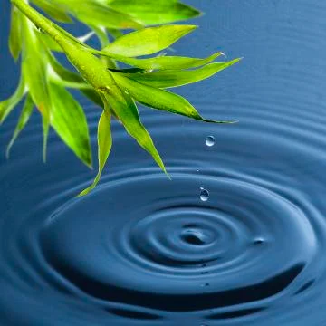 Water drop falling from bamboo leaf Stock Photos