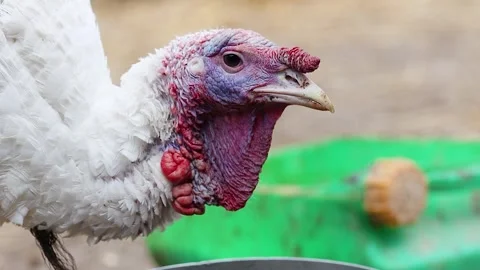 Water Drop Falling from the Beak of a Thirsty White Farm Turkey Stock Footage 345634319