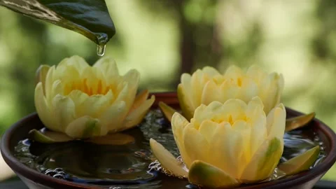 Water drop falling down from green waterlily leaf near yellow lotus flowers Stock Footage 150847885