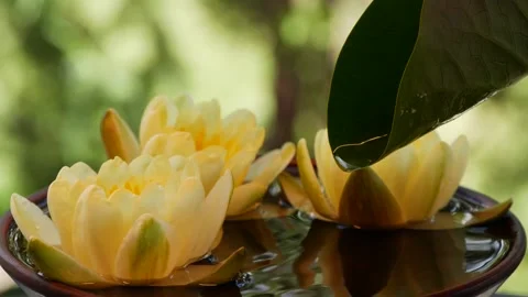 Water drop falling down from green waterlily leaf near yellow lotus flowers Vídeo Stock 155609642