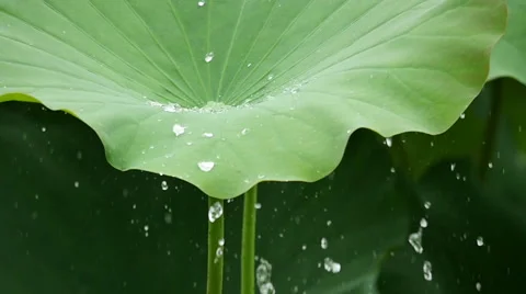 Water drop falling down from the lotus leaf Stock Footage