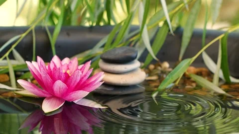 Water drop falling down near balanced stones and pink lotus waterlily flower Stock Footage 142341599
