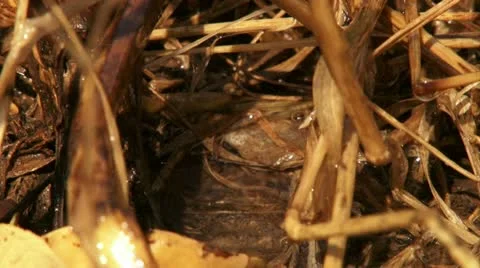 Water drop falling Stock Footage 20505208