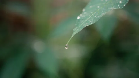 Water drop falling from fresh green leaf in slow motion. Macro drip. Clean Stock Footage 220869565