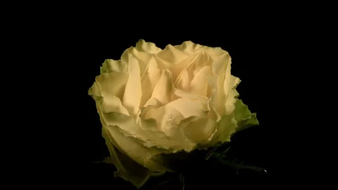 Water drop falling on a freshly bloomed yellow rose in slow motion Video stock 81231340