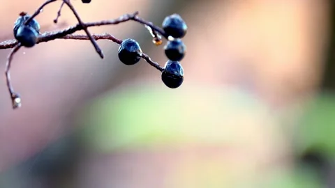 Water drop falling from the fruit Stock Footage 165099925