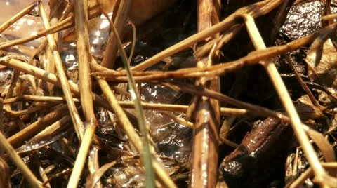 Water drop falling on grass Stock Footage 20513001