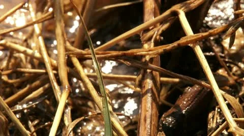 Water drop falling on grass Stock Footage 20513002