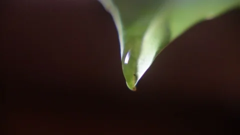 Water drop falling from a green leaf isolated with black background Видео 127429056