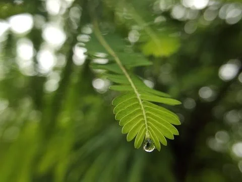 Water drop falling from a leaf Stock Photos