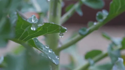Water drop falling from leaf slow motion 4k Stock Footage 146475488