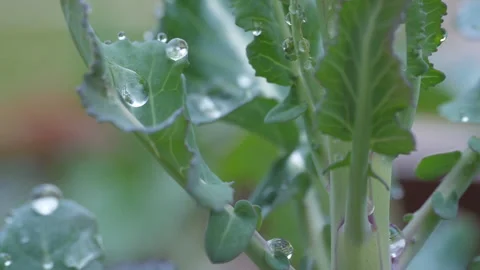 Water drop falling from leaf slow motion Stock Footage 146497534