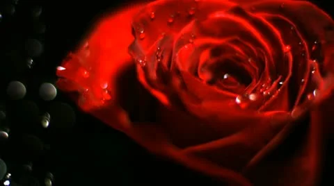 Water drop falling on red rose, Slow Motion Stock Footage 9303329